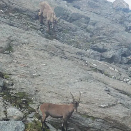 克劳迪伊丽莎白米谢尔罗德度特尔住宿加早餐旅馆 住宿加早餐酒店