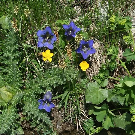 克劳迪伊丽莎白米谢尔罗德度特尔住宿加早餐旅馆 * Le Châble