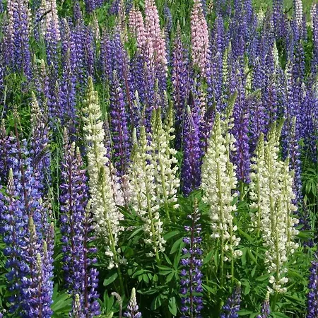 Claudy Et Elizabeth Michellod-dutheil Bed and Breakfast