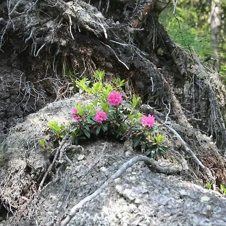 Oda ve Kahvaltı Claudy Et Elizabeth Michellod-dutheil Le Châble